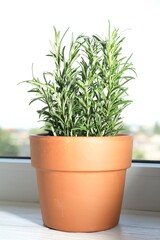 Rosemary plant growing in pot on windowsill. Aromatic herb