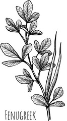 Fenugreek branch with pods ink sketch