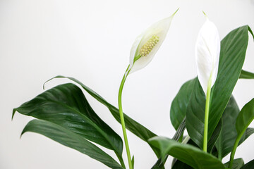 Fototapeta premium Close up shot of white flower of a blossoming Peace Lily indoor houseplant (Spathiphyllum wallisii) in full detail. Also known as White Sails or Spathe Flower. Selective focus.