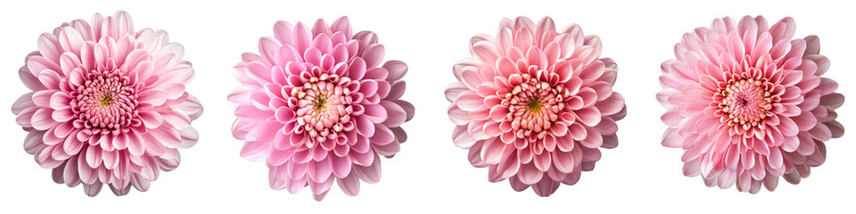 Fototapeta premium set of a Beautiful pink chrysanthemum flower isolated top view. on a transparent background