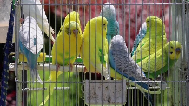 Colourful Parrots Birds in Wire Cage Pet Shop