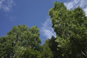 trees and blue sky