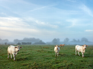 Fototapeta premium cows during sunrise on misty morning in valley of river Aisne near Charleville mezieres in champagne ardenne