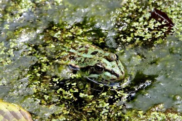 grenouille