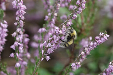 A bumblebee (Bombus) feeding on heather
