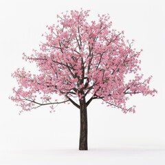 Fototapeta premium Flowering trees in a spring public park, gdansk oliwa. poland isolated on white background, realistic