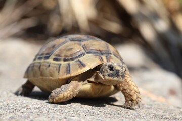 a turtle on the rocks	
