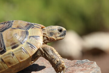 a turtle on the rocks	
