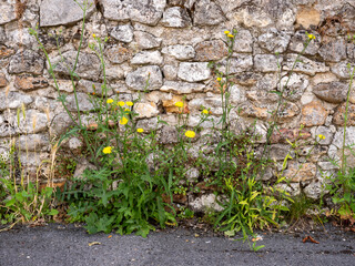 yellow flowers against old stone wall in france
