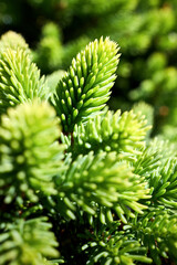 Abies pinsapo or Spanish fir tree in family Pinaceae native to southern Spain and northern Morocco selective focus close up shot.