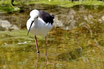 oiseau