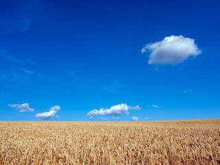 golden cornfield and blue sky with white clouds