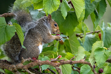 A Grey Squirrel sitting in a tree eating berries