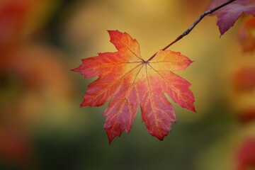Red maple leaf changing color in autumn