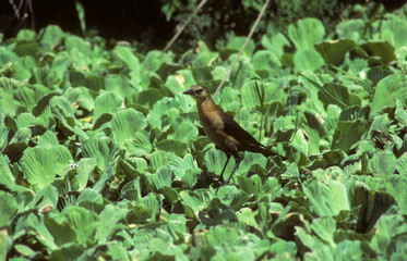 Quiscale à longue queue,.Quiscalus mexicanus, Great tailed Grackle