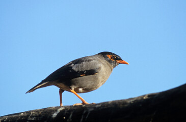 Martin des berges,.Acridotheres ginginianus, Bank Myna, Inde