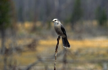 Mésangeai du Canada,.Perisoreus canadensis, Canada Jay, Canada