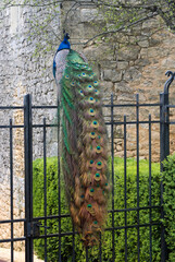 Fototapeta premium Paon bleu,.Pavo cristatus , Indian Peafowl