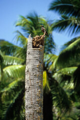 Martin triste,.Acridotheres tristis, Common Myna