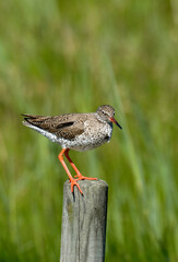 Chevalier gambette,.Tringa totanus, Common Redshank