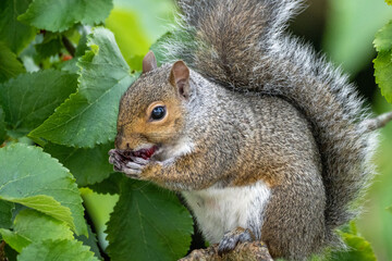 A Grey Squirrel sitting in a tree eating berries