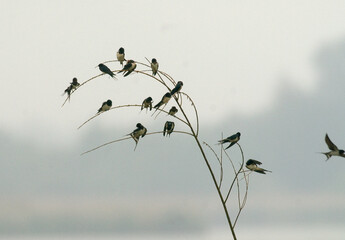 Hirondelle rustique, Hirondelle de cheminée, Hirundo rustica, Barn Swallow © JAG IMAGES