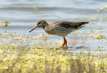 Chevalier gambette,.Tringa totanus, Common Redshank