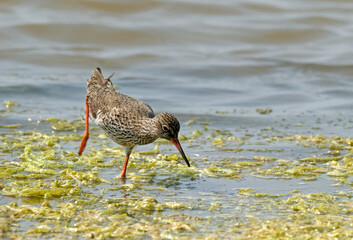 Chevalier gambette,.Tringa totanus, Common Redshank
