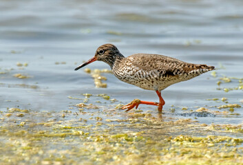 Chevalier gambette,.Tringa totanus, Common Redshank