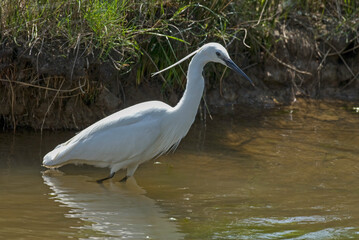 Aigrette garzette, .Egretta garzetta, Little Egret,