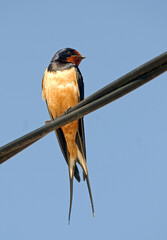 Hirondelle rustique, Hirondelle de cheminée, Hirundo rustica, Barn Swallow © JAG IMAGES