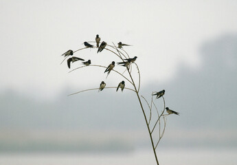 Hirondelle rustique, Hirondelle de cheminée, Hirundo rustica, Barn Swallow © JAG IMAGES