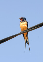 Hirondelle rustique, Hirondelle de cheminée, Hirundo rustica, Barn Swallow