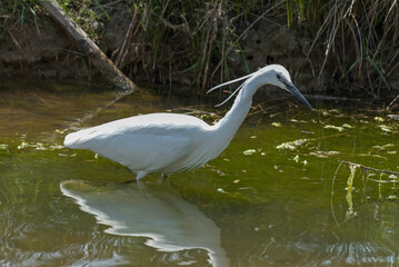 Aigrette garzette, .Egretta garzetta, Little Egret,