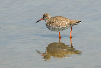 Chevalier gambette,.Tringa totanus, Common Redshank