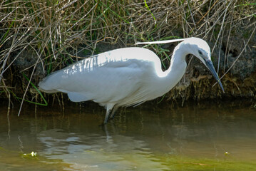 Aigrette garzette, .Egretta garzetta, Little Egret,