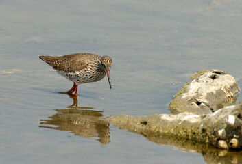 Chevalier gambette,.Tringa totanus, Common Redshank