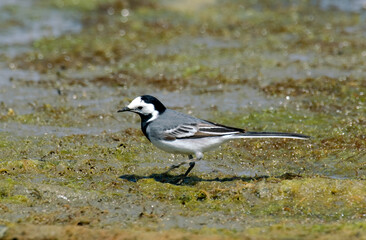 Bergeronnette grise,.Motacilla alba, White Wagtail