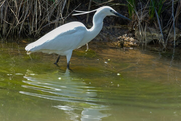 Aigrette garzette, .Egretta garzetta, Little Egret,