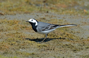 Bergeronnette grise,.Motacilla alba, White Wagtail