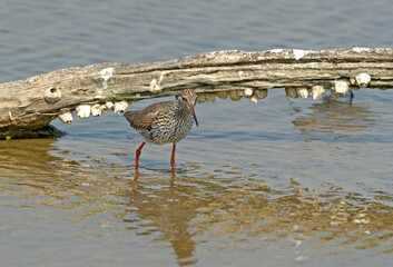 Chevalier gambette,.Tringa totanus, Common Redshank