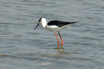 Echasse blanche,.Himantopus himantopus, Black winged Stilt