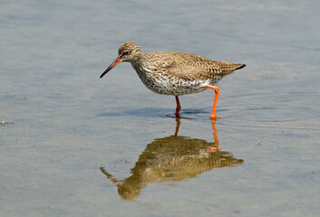 Chevalier gambette,.Tringa totanus, Common Redshank