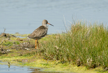 Chevalier gambette,.Tringa totanus, Common Redshank