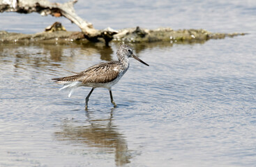 Chevalier aboyeur,.Tringa nebularia; Common Greensh
