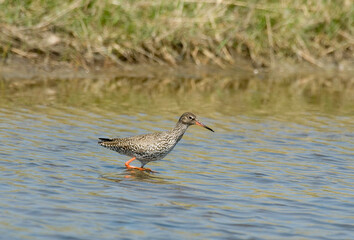 Chevalier gambette,.Tringa totanus, Common Redshank