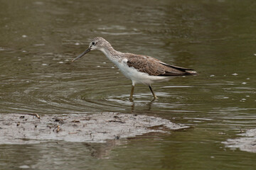 Chevalier aboyeur,.Tringa nebularia; Common Greensh