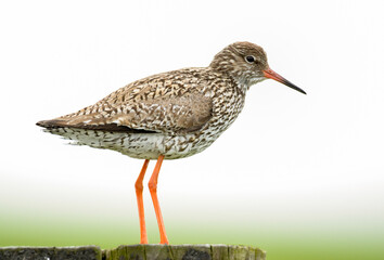 Chevalier gambette,.Tringa totanus, Common Redshank