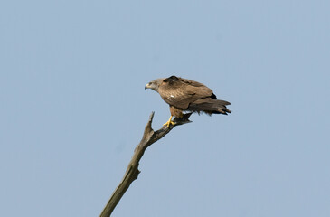 Milan noir, .Milvus migrans, Black Kite