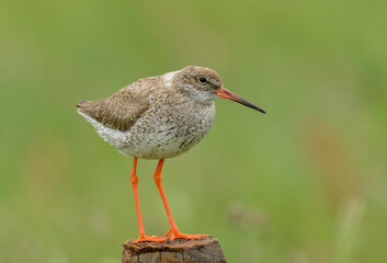 Chevalier gambette,.Tringa totanus, Common Redshank
